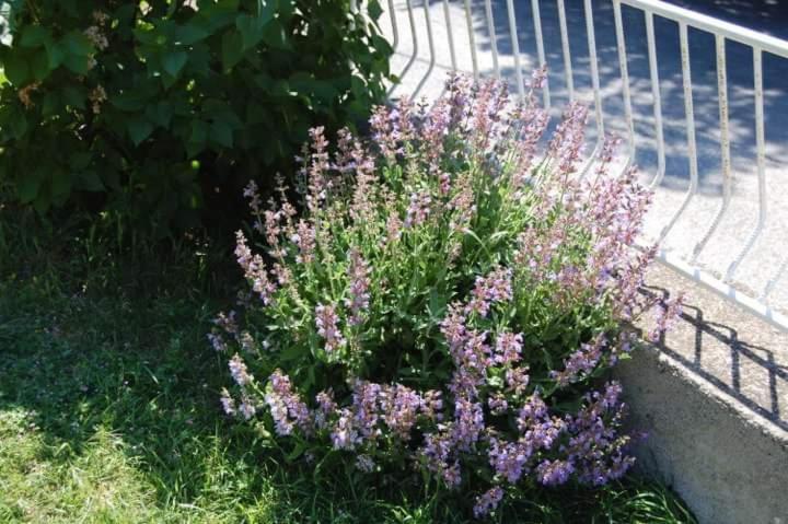 Apartman Nata Senj  Buitenkant foto